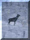 cerf.jpg (26089 octets)