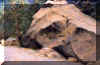 z rnd and rnd again.JPG (42391 octets)